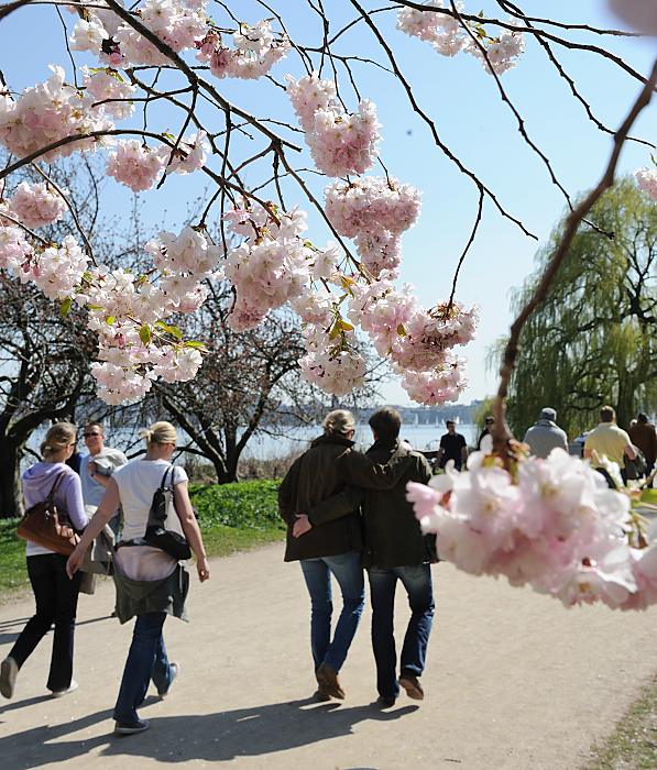 1190_2640 Spazierengehen in Hamburg an der Alster zur Zeit der Kirschblüte | Bilder vom Fruehling in Hamburg; Vol. 1